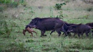 True Conservation Feral Swine Predation